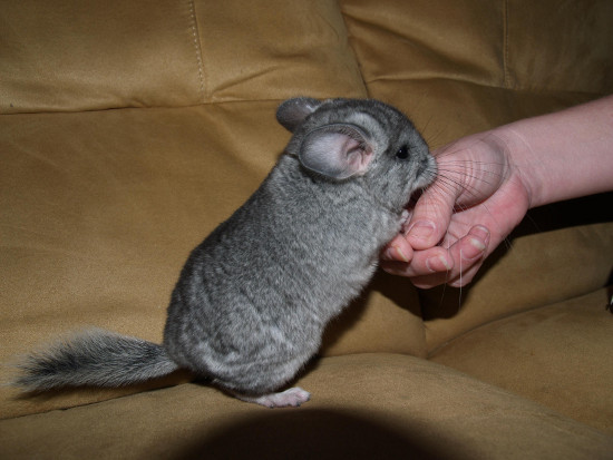 chinchilla angry