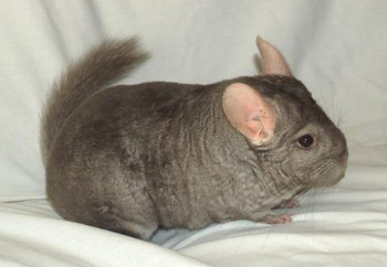 beige violet chinchilla