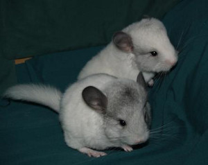 chinchilla wilson white