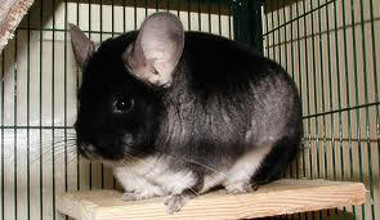 white velvet chinchilla