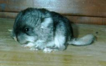 white velvet chinchilla