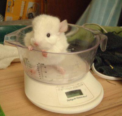 3 month old chinchilla