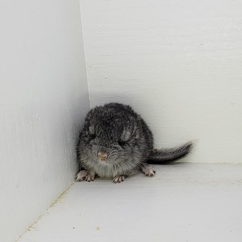 Charlie Chinchilla Food A Critical Examination of Nutrition Needs Charlie Chinchilla Food A Critical Examination of Nutrition Needs