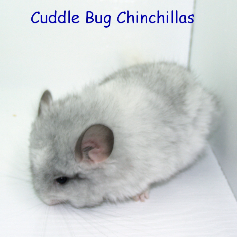 Cuddlebug chinchilla online