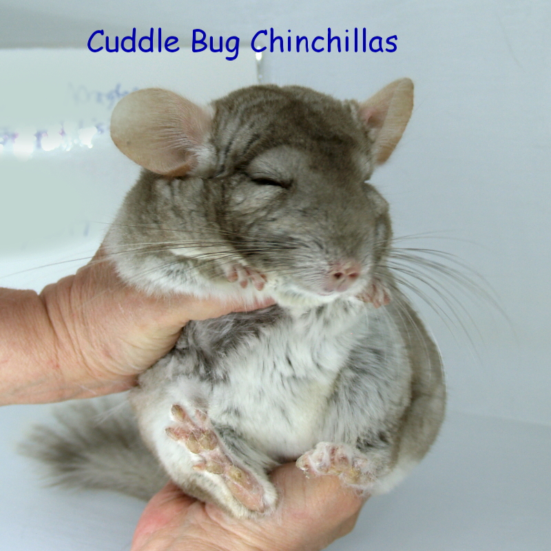 pregnant chinchilla