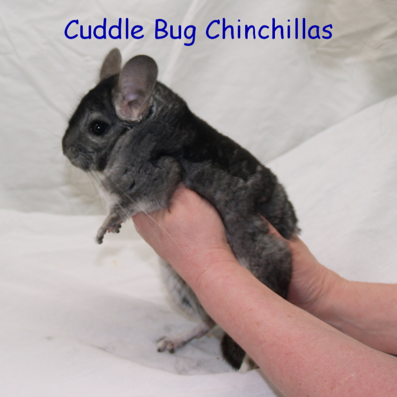 Cuddlebug chinchilla online